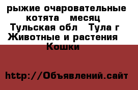 рыжие очаровательные котята,1 месяц - Тульская обл., Тула г. Животные и растения » Кошки   